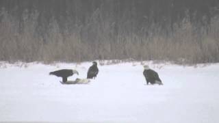 Bald Eagles eat Swan