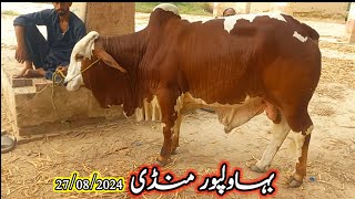 27 August 2024|Bahawalpur Cow Mandi|