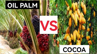 Oil Palm Vs Cocoa Farming | Which is More Profitable?