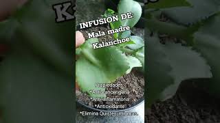 infusión de Mala Madre - Kalanchoe