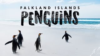 Penguins of the Falkland Islands in 1 Minute! 🐧