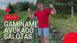 AVOKADO salotos šarmingai!