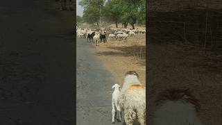 घुमक्कड़ भेड़ पालन। राजस्थान में भेड़-बकरी पालन।#shorts #sheep #goat #farming