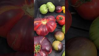 Beautiful Tomato Harvesting 🍅🍅🍅🍅🍅look like a Rainbow 🌈#shorts #ytshorts #harvesting #tomato