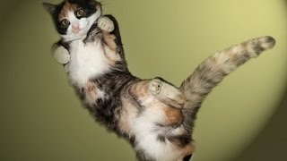 cat jumps compilation 2015 - best kitten moments ever