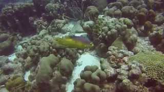 Bonaire Diving Highlights 2014