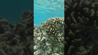 🐠 🌊 FAKARAVA 🇵🇫 Fun to say. Even more fun to explore. Under the sea in French Polynesia