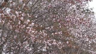 Cherryblossom in Yubari, Hokkaido May 2015