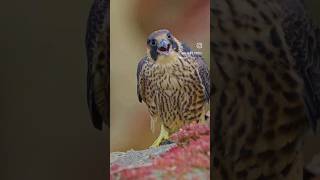 Peregrine Falcon  #subscribe #shorts #wildlife #nature #birdwatching #birdsofprey #falcon #raptors