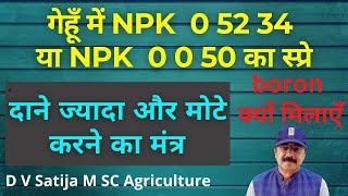 Gehu me npk 0 52 34 + boron ya npk 0 0 50 spray kab kare | phosphorus, potash , boron ke fayde |