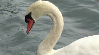 Beautiful white swan fishing