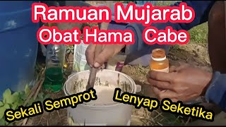 Part 4 : Waspada ‼️ Serangan Hama Cabe Rawit Saat Musim Kemarau / Penyemprotan Ke- 8