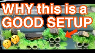 Good and Bad CRAYFISH TANK SETUP - Explaining why certain layout is good or bad