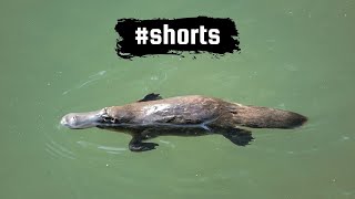 The Duck-Billed Platypus, an Australian icon #shorts