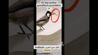 البلبل سرق الميرور softbait😂