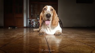 Nevin The Basset Hound in the morning