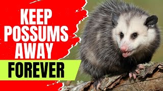 What Is The Fastest Way To Get Rid Of Possums? (Humane Ways)