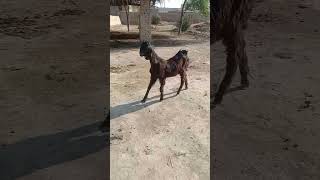 Dancing goat Pakistani breed #nachigoats #dancevideo #goatlovers #subscribe #pets #2024