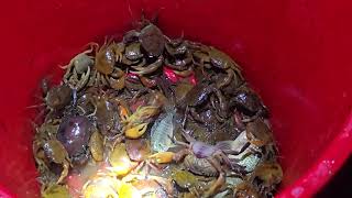 Take care of the farm in the forest. Make stairs. Catch stream crabs at night to make money - Ep.6