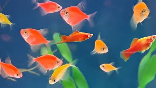 Can glofish tetras and Swordtails live together? Can swordtail and glofish share the same fish tank?