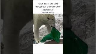 Polar Bears are the MOST DANGEROUS Animals You Never Knew Existed!