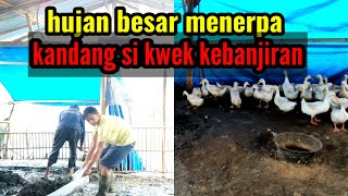 Hujan besar menerpa kandang si kwek kebanjiran