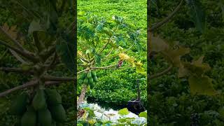 Cute Little Birdie in a Papaya Tree #shorts  #birding #birdlovers