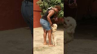 Cute dog loves attention #poodle #dog #shorts