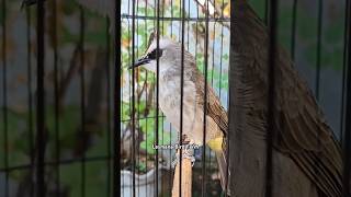 Burung trucukan seperti alap-alap