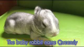 The baby rabbit name Queensly