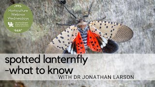 Spotted Lanternfly