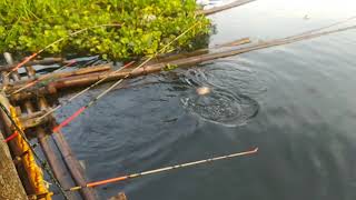 Mancing Jatiluhur di masa PPKM #jatiluhur #mancingjatiluhur #jatiluhurhits