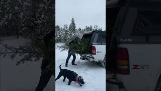 Cutting down a Christmas Tree in Montana with a FLATED Air-Topper! Happy holidays from FLATED