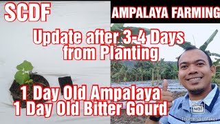 Ampalaya/Bitter Gourd Farming || 1 day old ampalaya updates