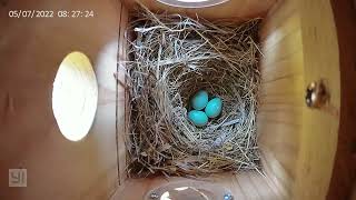 Bluebirds building a nest