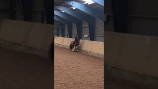 So fun❤️ #horse #equestrian #horsetype #shortvideo #ponypower #ponyhorse #cutepony