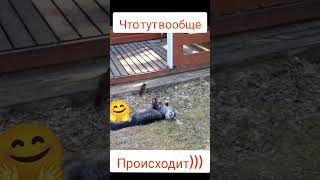 К кошке пришла белочка)))