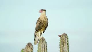 Alla scoperta del Parco Nazionale Arikok, Aruba