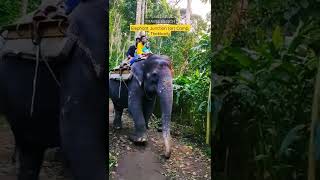 Elephant safari in thekkady | Jungle safari | Elephant camp | Coffee estate #shorts #short #2022