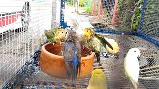 Time to bathing ~ African Lovebird