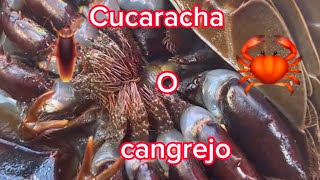 Cucaracha 🪳o cangrejo 🦀🤔🤔