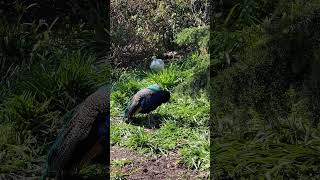 Rare white peacock