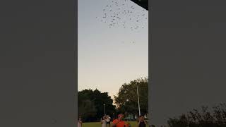 Cairns Australia 2023 Fogarty Park Birds