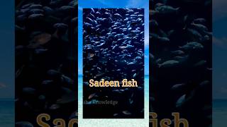 Run When You See Sadeen Fish in Sea 😱 it Maybe Dangerous #shorts #ytshorts #facts #ytshorts 👍