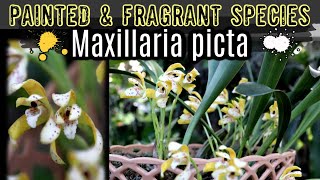 Unusual Maxillaria picta,Two Toned, Spotted, Fragrant Species Epiphytic Orchid - Care & Growing Tips