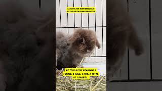 7 Rescue rabbits from hoarding case