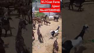 Farming Goat's // 25se45 kg Male female // only 250 par kg visit M J Goat Farm Ajmer Mo.6375303945