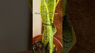 How to grow so many striped snake plants at home#grow snake plant from cutting#Snake plant#shorts