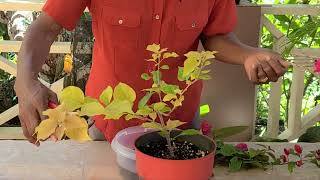 Training Bougainvilleas for Maximum Visual Appeal