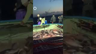 🇯🇵🔥Detik" para pemancing tenaga terkuras habis 😱😱 #fishing #fish #tuna #skipjacktuna #nelayan